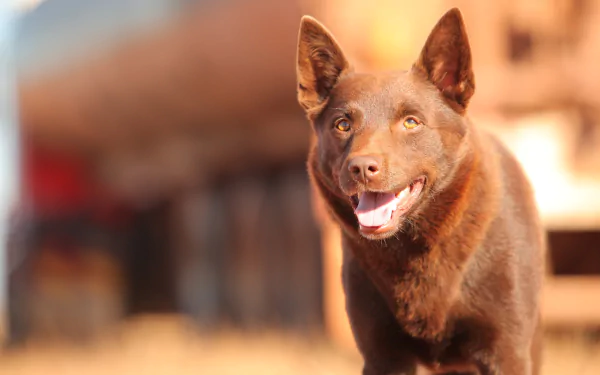 HD desktop wallpaper of Koko the Kelpie dog from the movie Red Dog, captured with a warm, glowing background.