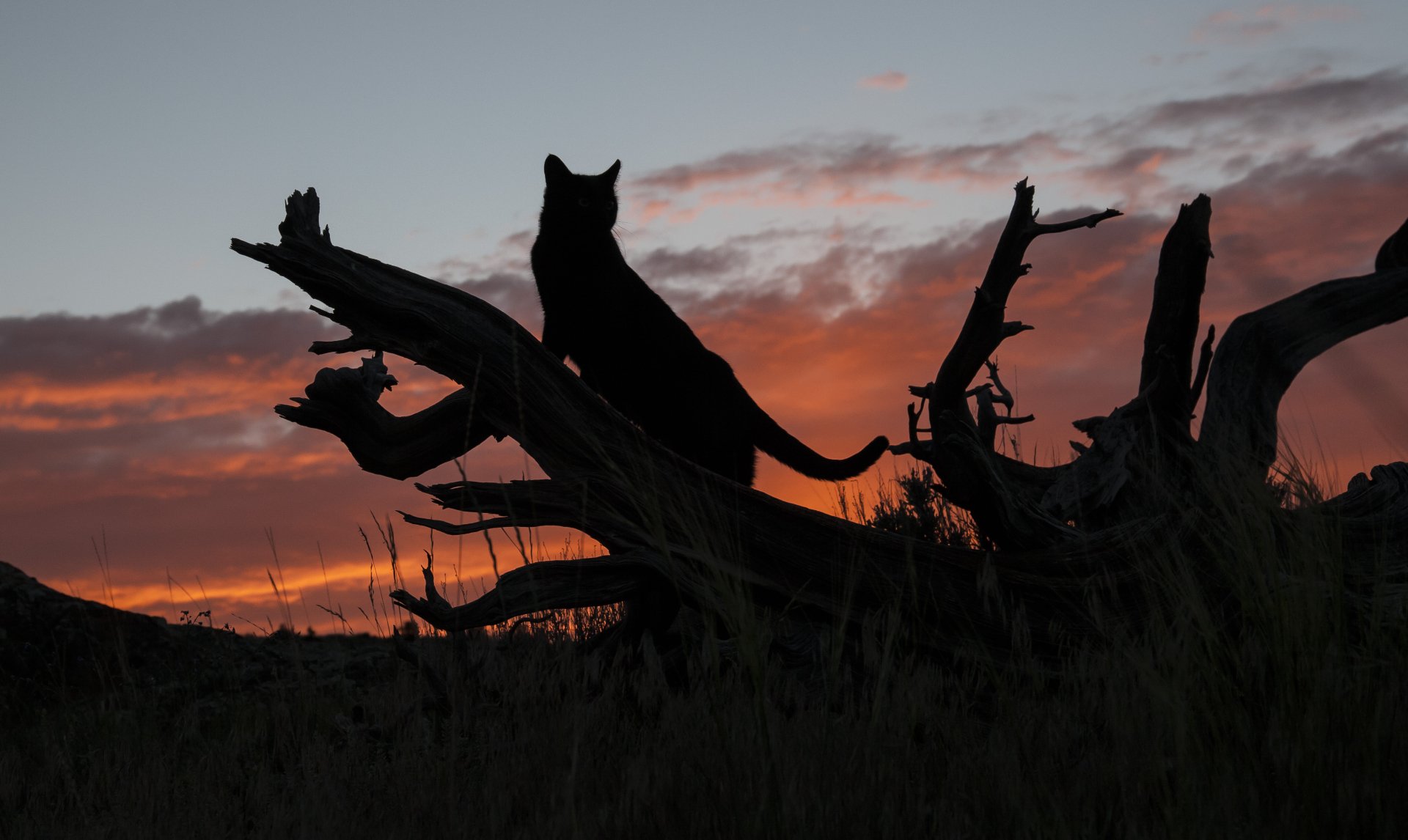 A striking silhouette of a cat perched on a dead tree against a vibrant summer sunset sky, showcasing rich hues amidst the tranquil landscape. Perfect 4K Ultra HD desktop wallpaper.