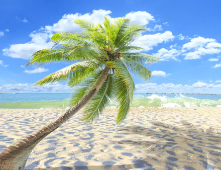nature palm tree HD Desktop Wallpaper | Background Image