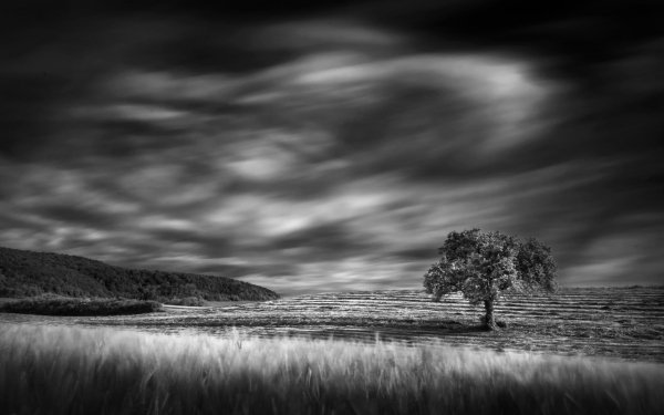 Earth Tree Trees Nature Landscape Lonely Tree Black & White Field Cloud HD Wallpaper | Background Image