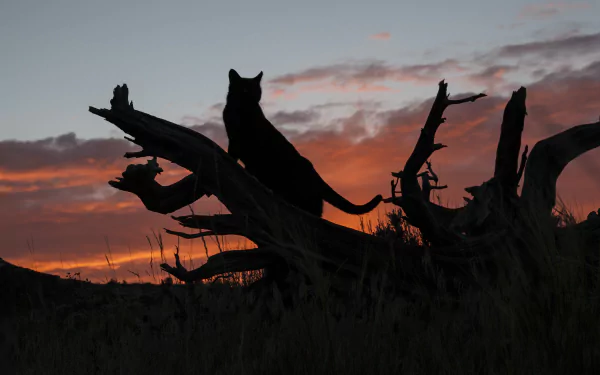 A striking silhouette of a cat perched on a dead tree against a vibrant summer sunset sky, showcasing rich hues amidst the tranquil landscape. Perfect 4K Ultra HD desktop wallpaper.