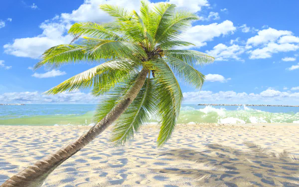 A vibrant 4K Ultra HD desktop wallpaper featuring a palm tree on a sandy beach under a bright blue sky with scattered clouds.