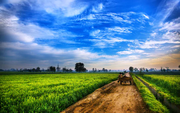 A scenic view of the Pakistani countryside, featuring lush green fields and a vibrant blue sky, captured in stunning detail as a peaceful backdrop for any desktop.