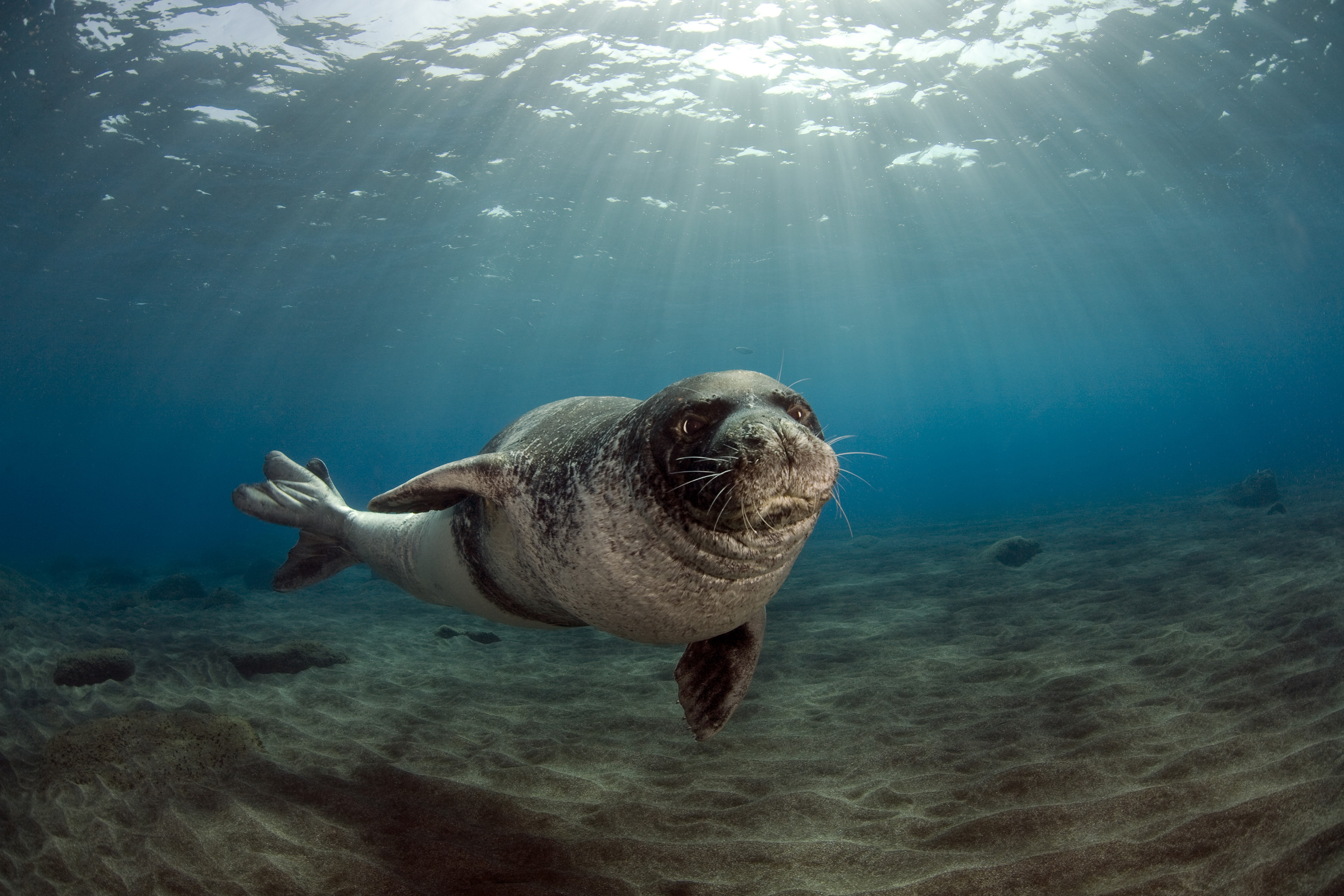 Animal Seal HD Wallpaper | Background Image