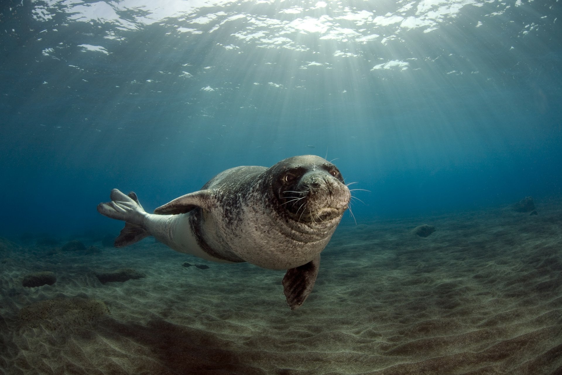 Underwater view of a seal swimming near the ocean floor, captured in stunning 4K Ultra HD for a vibrant PC desktop wallpaper.