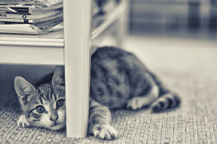 A cozy interior scene featuring a cat lounging under a table, showcasing its playful curiosity. This HD wallpaper captures the charm of everyday moments with pets.