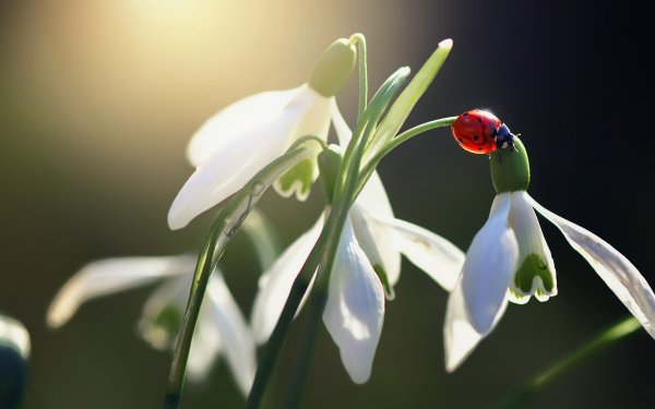 Animal Ladybug Insect Flower White Flower HD Wallpaper | Background Image