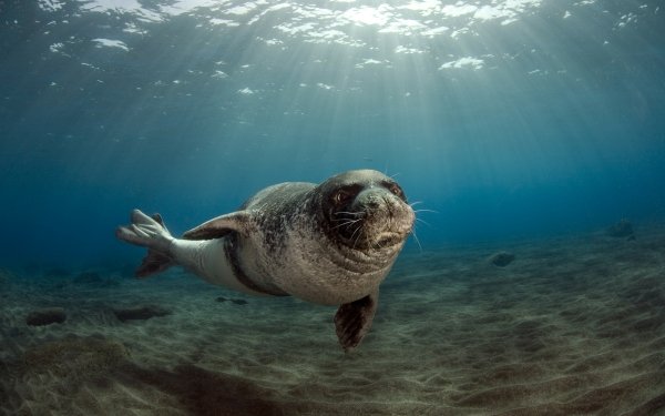 Animal Seal Seals HD Wallpaper | Background Image