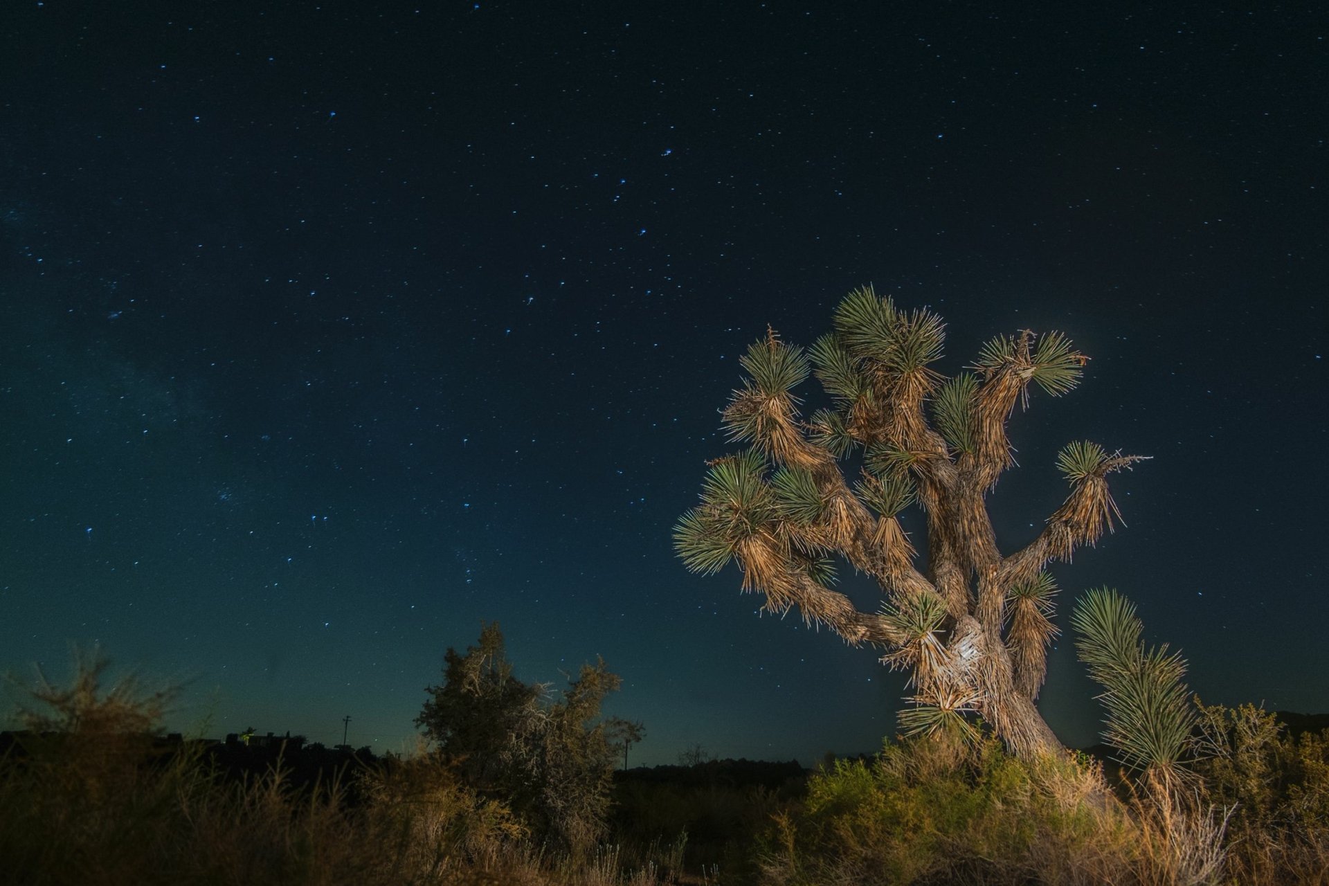 Nighttime view of a Joshua tree under a starry sky in Joshua Tree National Park, captured in HD for a crisp PC desktop wallpaper background.