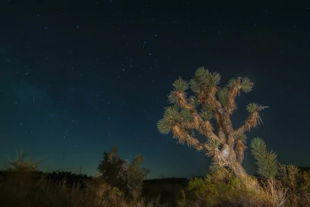 nature Joshua Tree National Park HD Desktop Wallpaper | Background Image