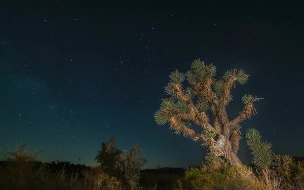 nature Joshua Tree National Park HD Desktop Wallpaper | Background Image
