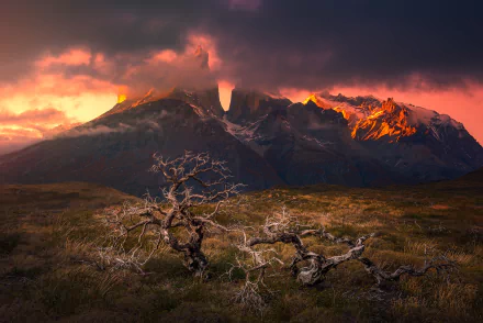 A dramatic Patagonian landscape featuring rugged mountains and a solitary tree under a cloudy sky, showcasing the natural beauty of Torres del Paine, Chile.