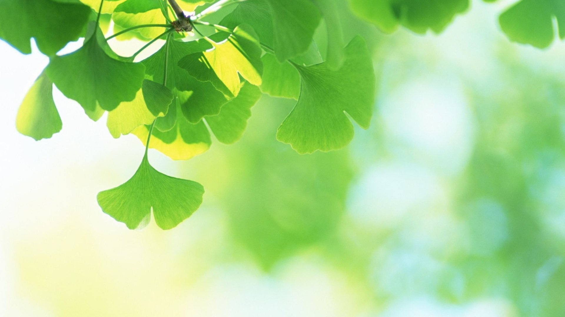 Download Nature Leaf HD Wallpaper