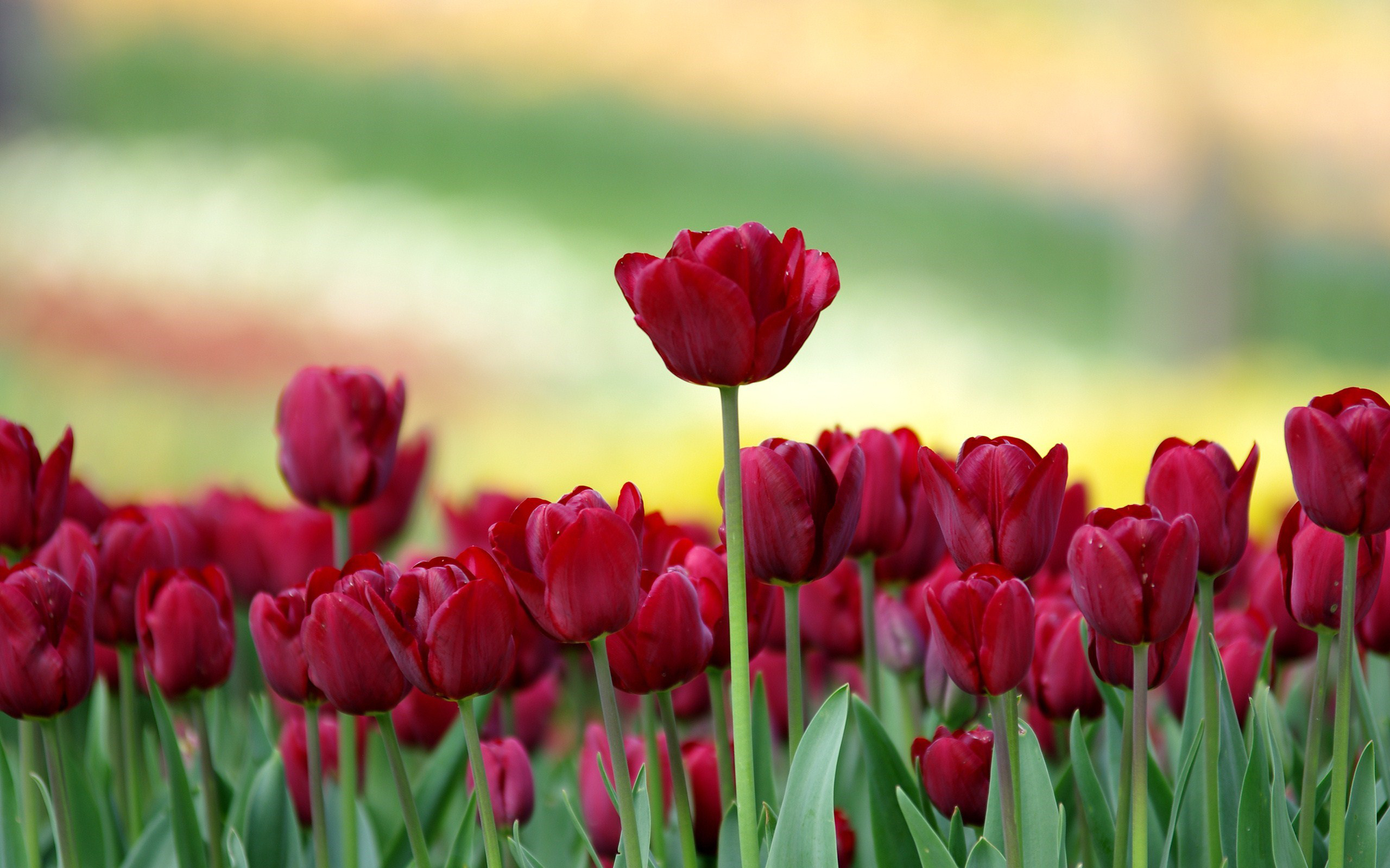 Nature Tulip HD Wallpaper   610919 