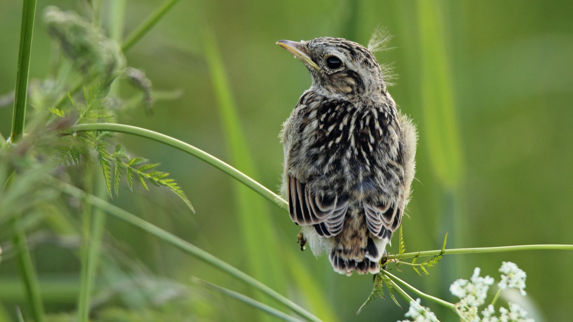 Whinchat