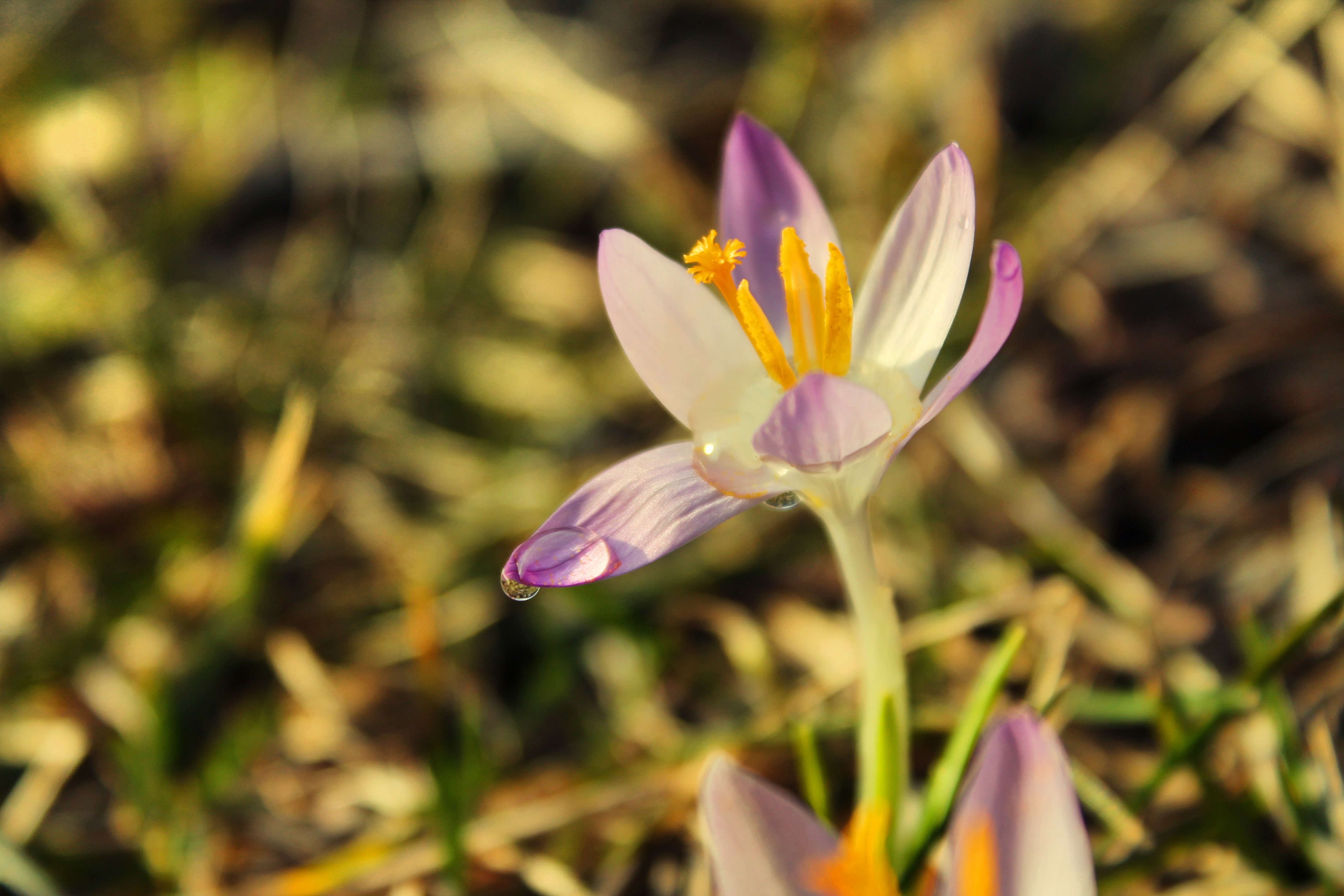 Download Nature Flower 4k Ultra HD Wallpaper