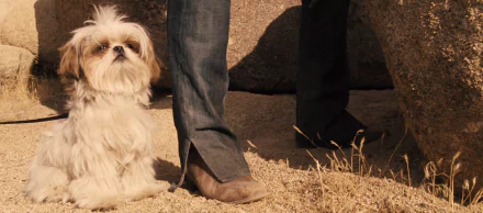 movie Seven Psychopaths HD Desktop Wallpaper | Background Image