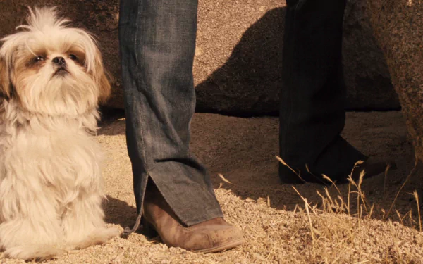 movie Seven Psychopaths HD Desktop Wallpaper | Background Image