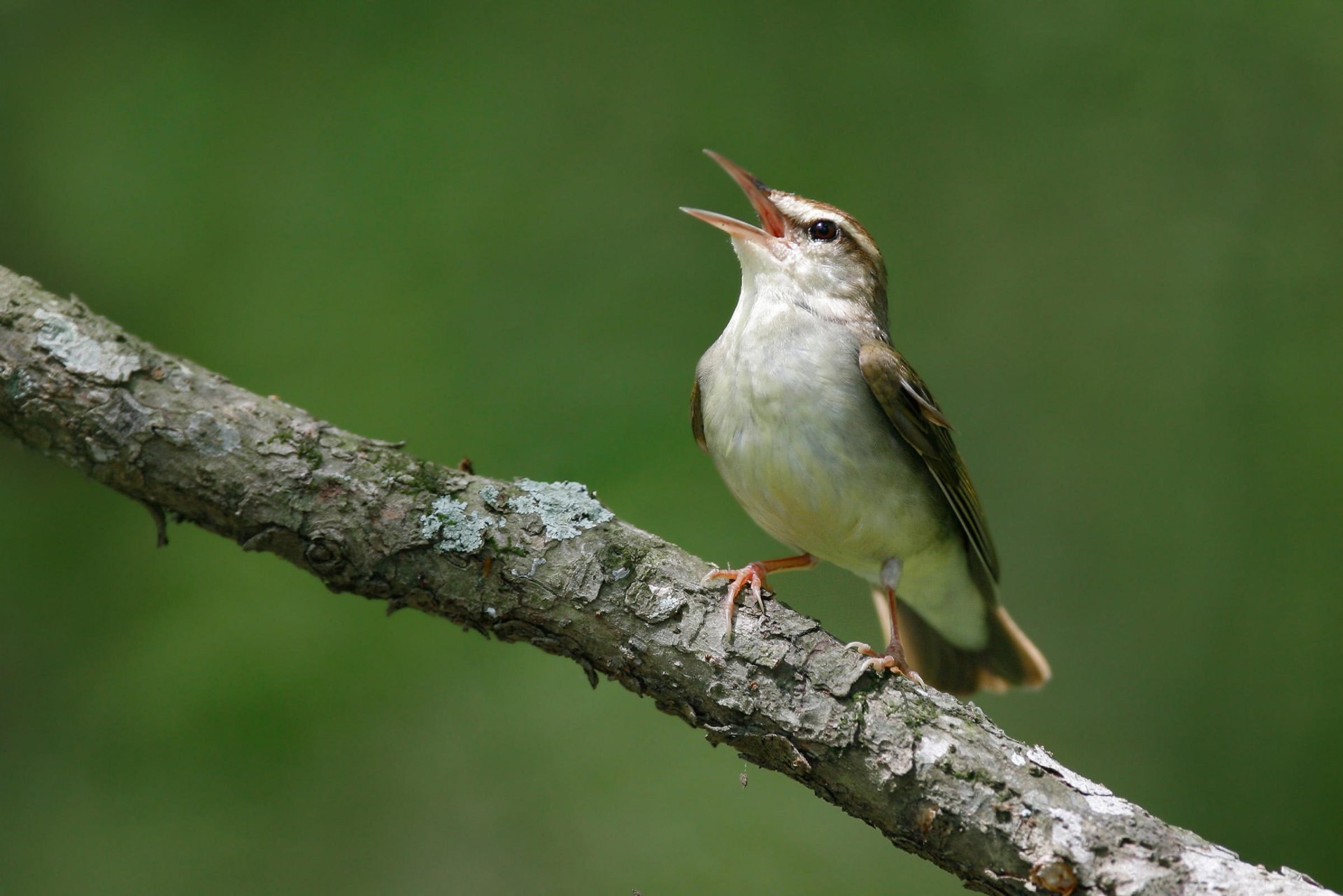 Download Bird Swainson's Warbler Animal Warbler HD Wallpaper