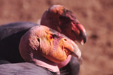 Animal california condor HD Desktop Wallpaper | Background Image