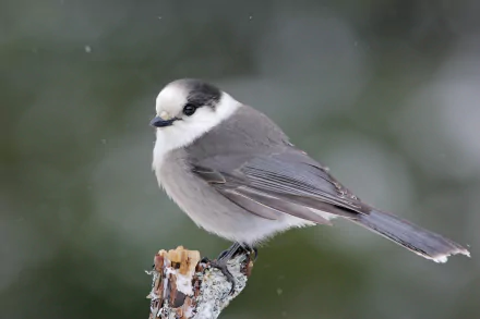 Animal Gray jay HD Desktop Wallpaper | Background Image