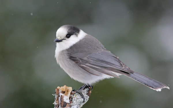 Animal Gray jay HD Desktop Wallpaper | Background Image