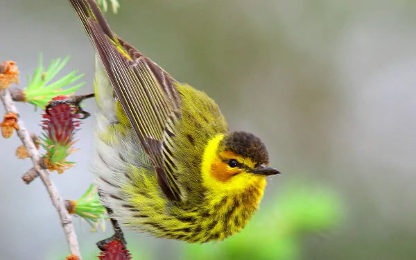  Cape May Warbler (Setophaga tigrina)
