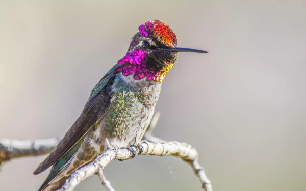  Columbian Hummingbird
