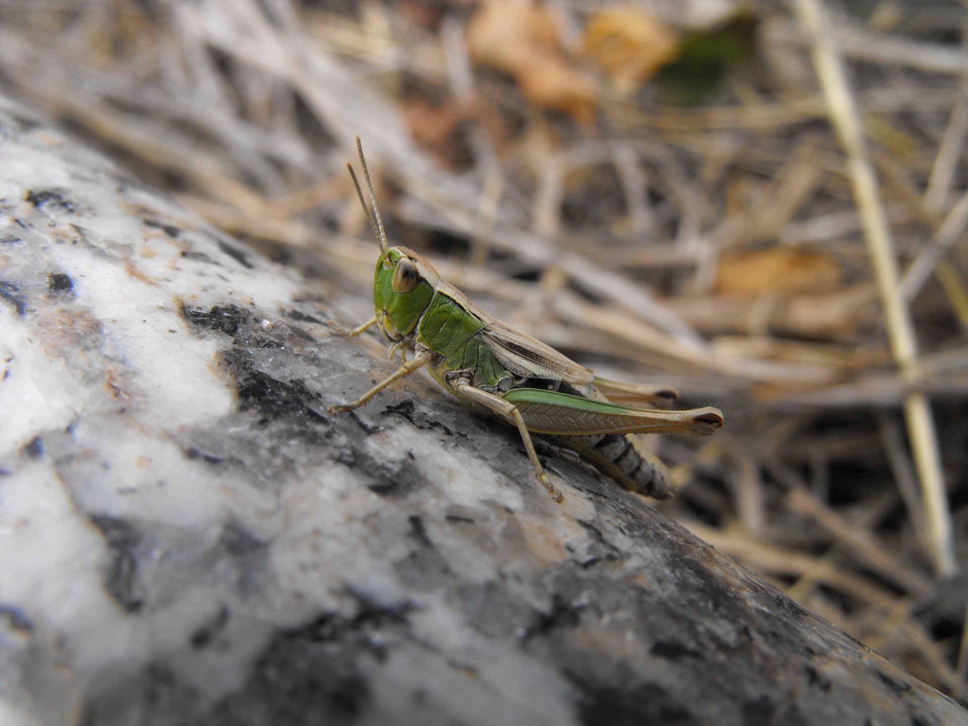 Download Animal Grasshopper HD Wallpaper