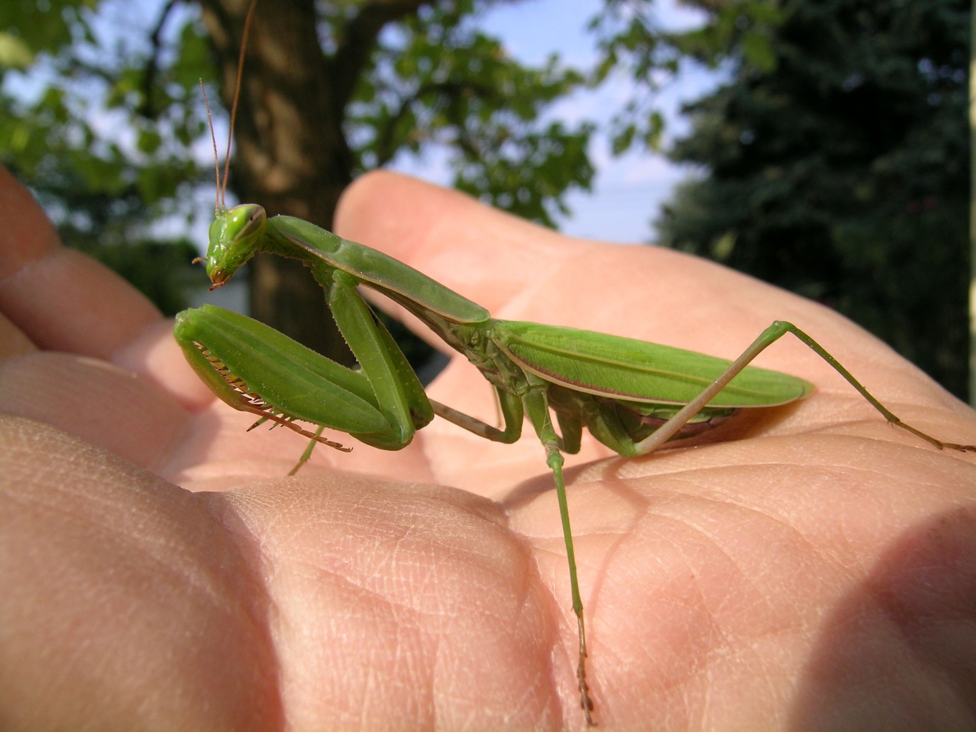 Download Animal Praying Mantis HD Wallpaper