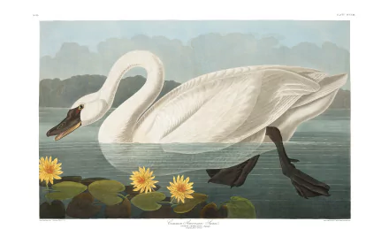 5K Ultra HD PC desktop wallpaper of a graceful white swan gliding on calm water amid lily pads and yellow flowers, with a muted distant shoreline beneath a pale sky.
