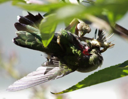 Animal praying mantis HD Desktop Wallpaper | Background Image