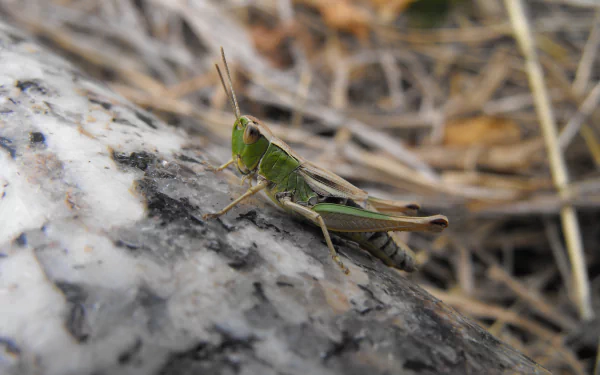 Animal grasshopper HD Desktop Wallpaper | Background Image