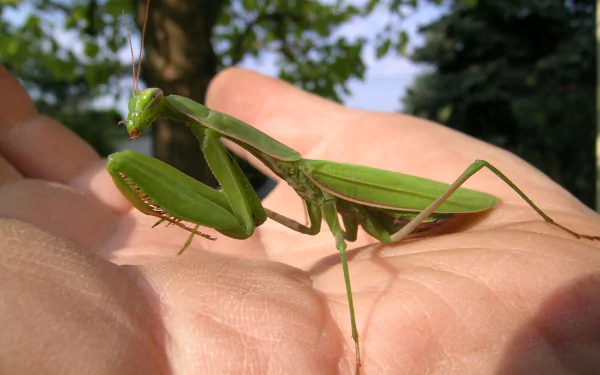 Animal praying mantis HD Desktop Wallpaper | Background Image