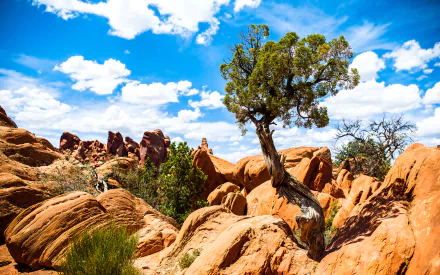 nature arches national park HD Desktop Wallpaper | Background Image