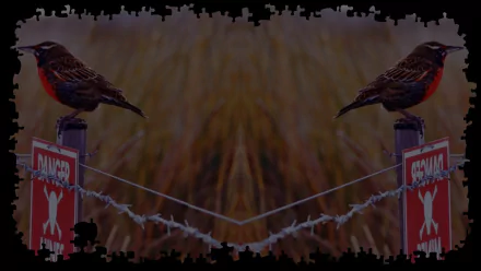 video game Pixel Puzzles 2: Birds HD Desktop Wallpaper | Background Image