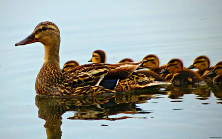HD desktop wallpaper featuring a mother duck swimming with her ducklings on calm water, showcasing detailed animal textures and serene natural scenery.