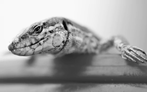 Animal lizard HD Desktop Wallpaper | Background Image