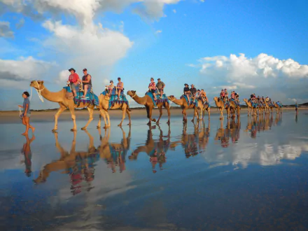 camel photography caravan HD Desktop Wallpaper | Background Image