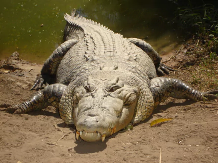  Saltwater Crocodile