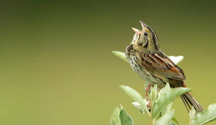 Animal Henslow's Sparrow HD Desktop Wallpaper | Background Image