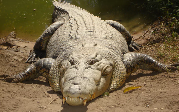 Close-up of a large crocodile (animal) resting on a sandy riverbank in sunlight — 2K Quad HD PC desktop wallpaper/background.