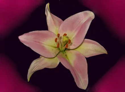 nature lily HD Desktop Wallpaper | Background Image