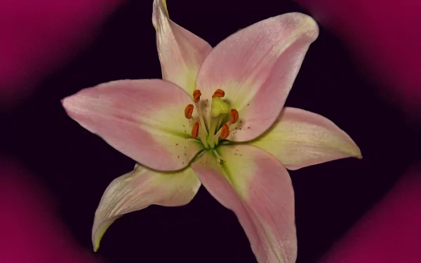 nature lily HD Desktop Wallpaper | Background Image