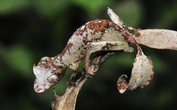 Animal gecko HD Desktop Wallpaper | Background Image