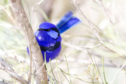 A vibrant blue Superb fairywren perched among branches, captured in crisp detail for an HD PC desktop wallpaper background.