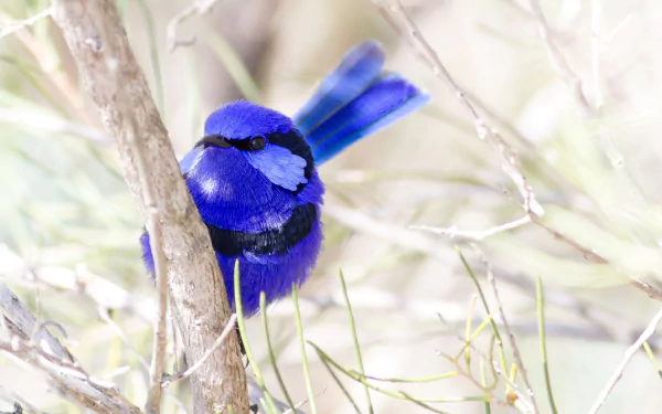 Superb fairywren Animal wren HD Desktop Wallpaper | Background Image
