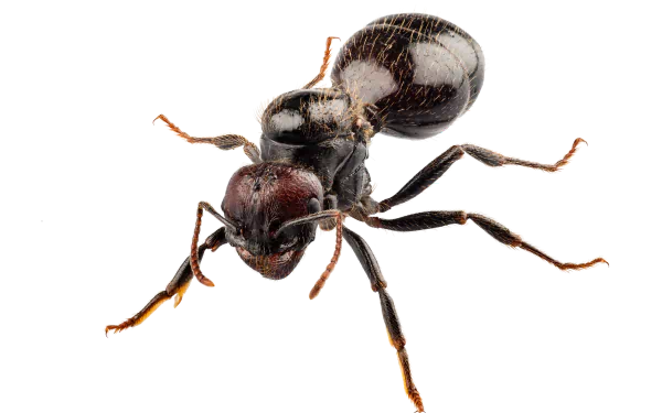 Animal ant HD Desktop Wallpaper | Background Image