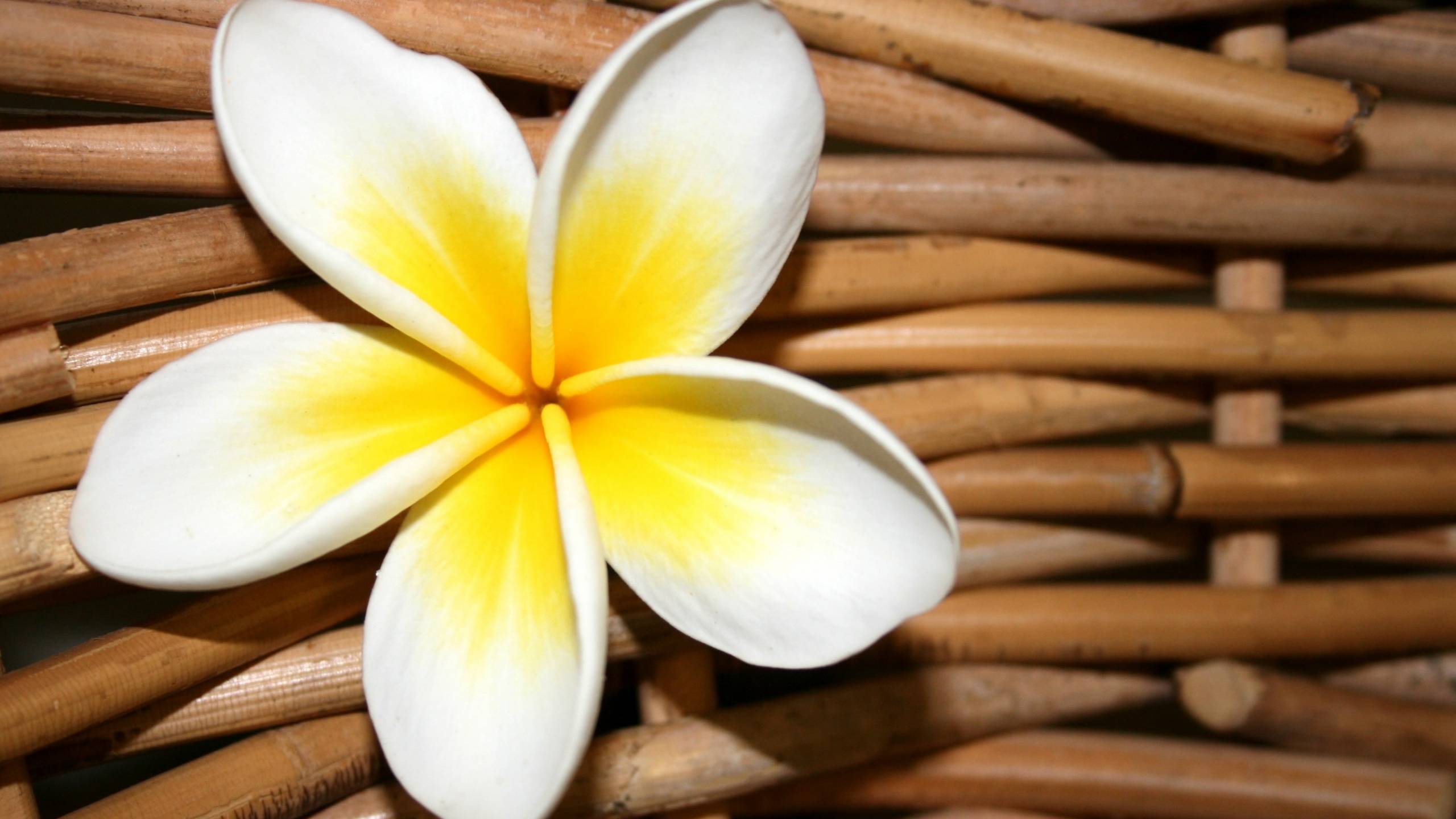 Download Nature Frangipani HD Wallpaper