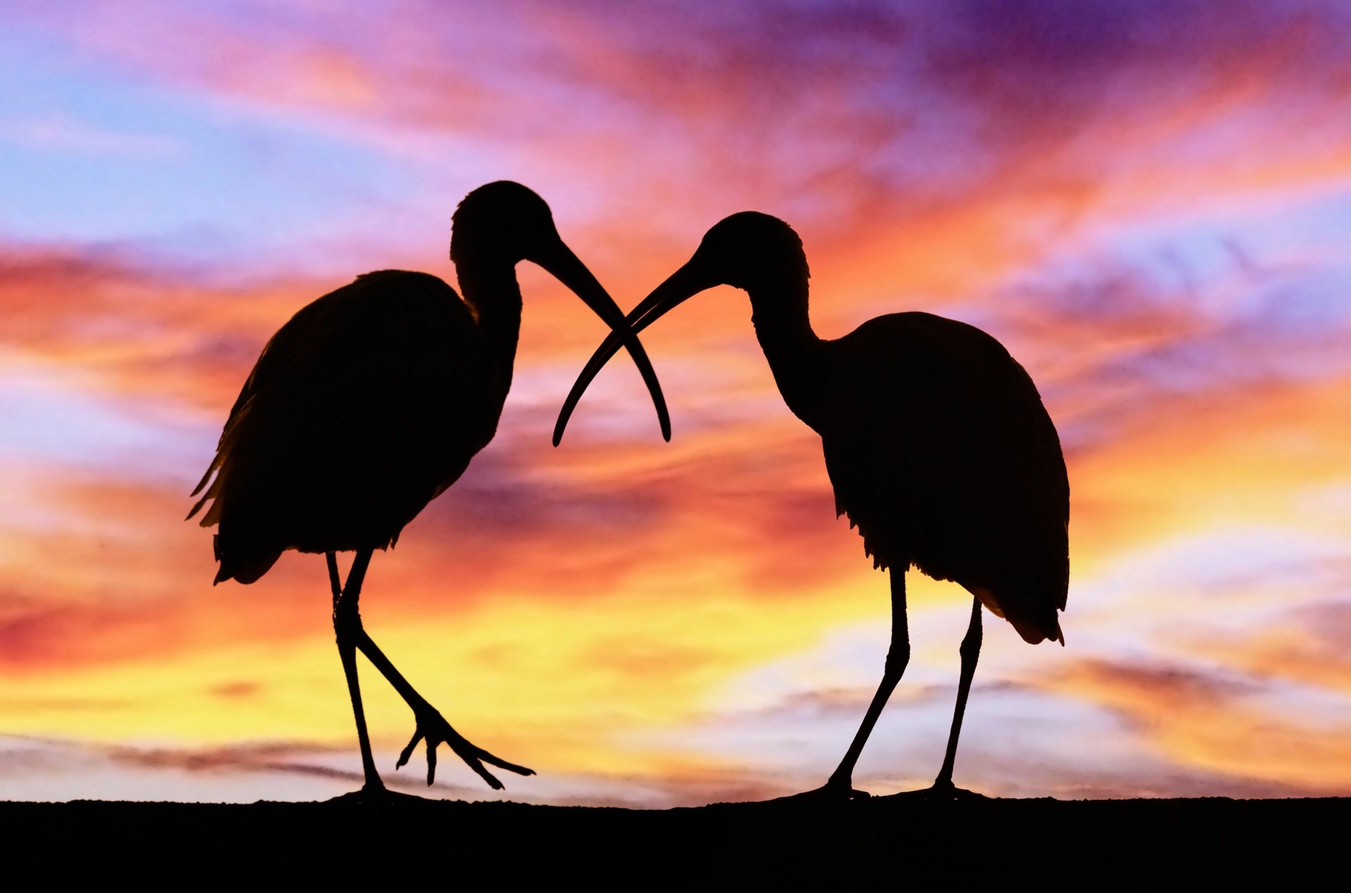 Two ibis silhouettes with crossed beaks against a vivid sunset over water — 4K Ultra HD PC desktop wallpaper